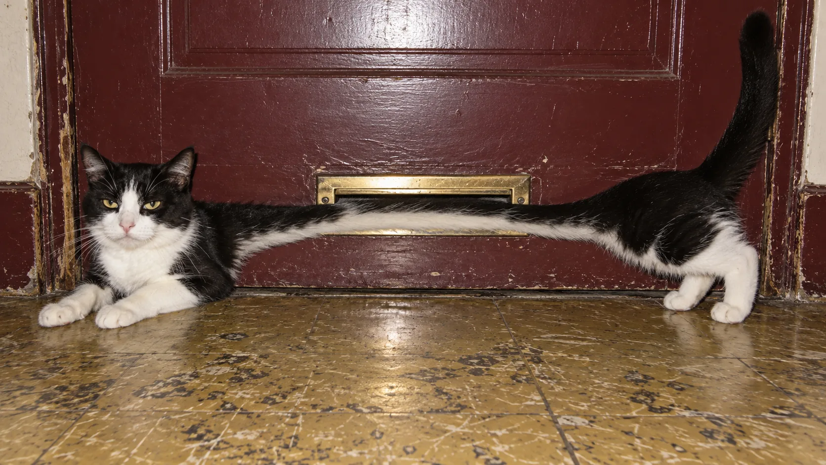 A black-and-white cat lies on a tiled hallway floor, its middle drawn out thin as a hose where it passes through the brass letterbox of a red door. It is halfway through being posted.