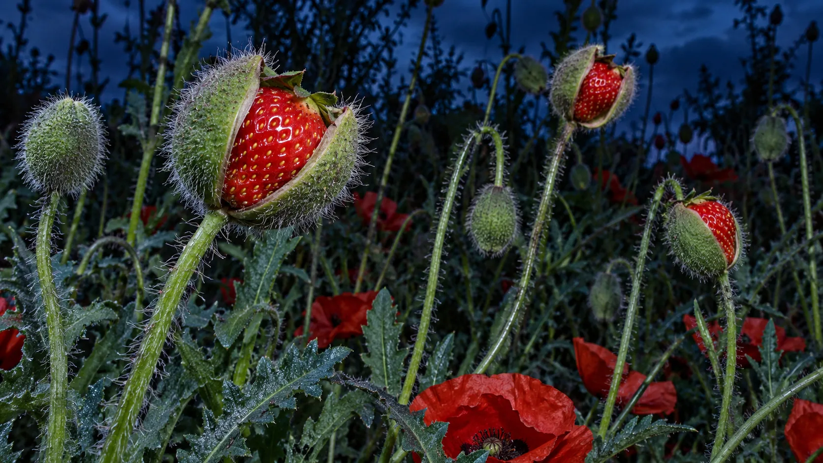 In a field of red poppies at dusk, the hairy green poppy buds split open to show ripe strawberries inside. A lot of work for a garnish.