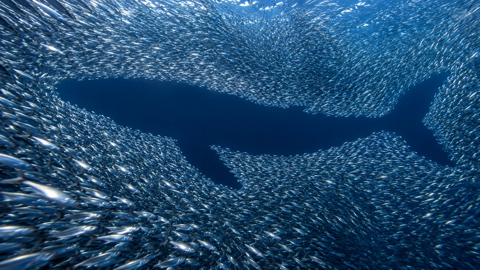 In open blue water, a vast shoal of silver sardines swirls round an empty space in the exact shape of a whale, with no whale in it. They are keeping its place.